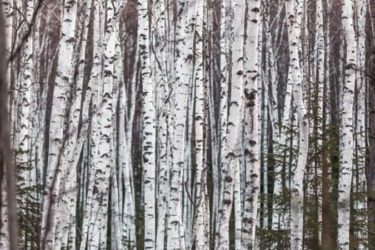 Birch Grove. White birch trunks are close to each other