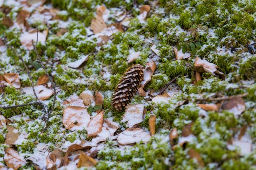 Spruce cone lies on green moss