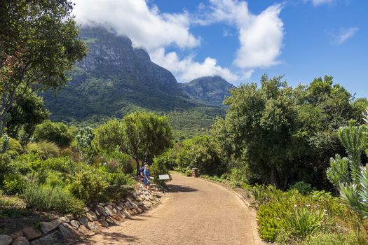 Mountains and trails Kirstenbosch National Botanical Garden, Cape Town, South Africa.