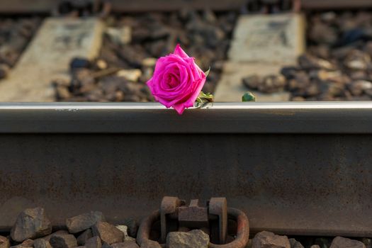 .Red rose lies on the rails on the train tracks