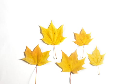 Yellow Autumn fallen foliage on white background.