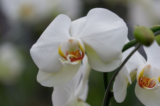 Bunga Anggrek Bulan Putih , Close up view of beautiful white phalaenopsis amabilis / moth orchids in full bloom in the garden with yellow pistils isolated on blur background