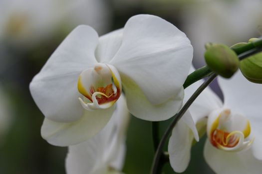 Bunga Anggrek Bulan Putih , Close up view of beautiful white phalaenopsis amabilis / moth orchids in full bloom in the garden with yellow pistils isolated on blur background