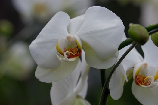 Bunga Anggrek Bulan Putih , Close up view of beautiful white phalaenopsis amabilis / moth orchids in full bloom in the garden with yellow pistils isolated on blur background