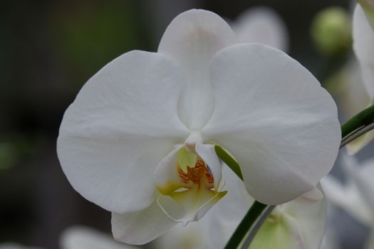 Bunga Anggrek Bulan Putih , Close up view of beautiful white phalaenopsis amabilis / moth orchids in full bloom in the garden with yellow pistils isolated on blur background