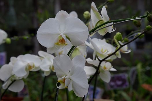 Bunga Anggrek Bulan Putih , Close up view of beautiful white phalaenopsis amabilis / moth orchids in full bloom in the garden with yellow pistils isolated on blur background