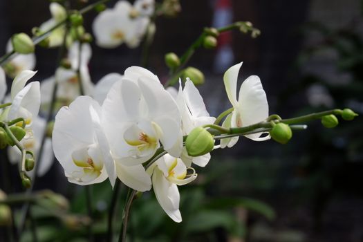 Bunga Anggrek Bulan Putih , Close up view of beautiful white phalaenopsis amabilis / moth orchids in full bloom in the garden with yellow pistils isolated on blur background