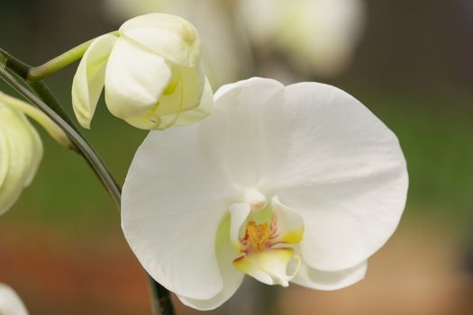 Bunga Anggrek Bulan Putih , Close up view of beautiful white phalaenopsis amabilis / moth orchids in full bloom in the garden with yellow pistils isolated on blur background