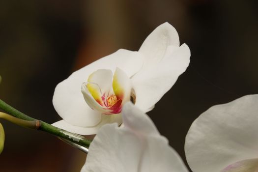 Bunga Anggrek Bulan Putih , Close up view of beautiful white phalaenopsis amabilis / moth orchids in full bloom in the garden with yellow pistils isolated on blur background