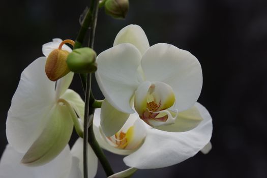 Bunga Anggrek Bulan Putih , Close up view of beautiful white phalaenopsis amabilis / moth orchids in full bloom in the garden with yellow pistils isolated on blur background