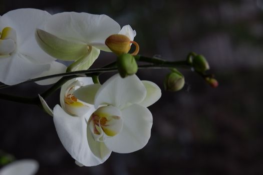 Bunga Anggrek Bulan Putih , Close up view of beautiful white phalaenopsis amabilis / moth orchids in full bloom in the garden with yellow pistils isolated on blur background