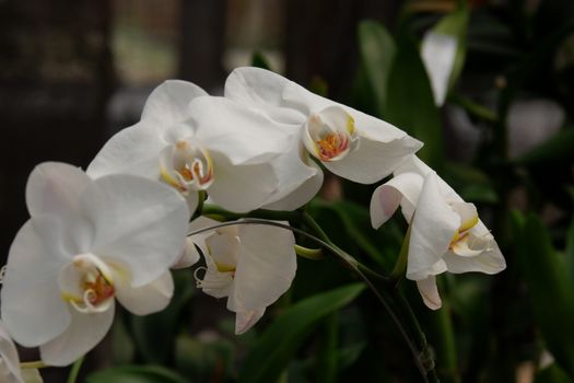 Bunga Anggrek Bulan Putih , Close up view of beautiful white phalaenopsis amabilis / moth orchids in full bloom in the garden with yellow pistils isolated on blur background