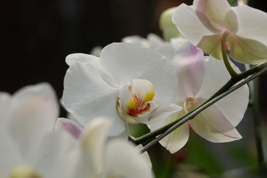 Bunga Anggrek Bulan Putih , Close up view of beautiful white phalaenopsis amabilis / moth orchids in full bloom in the garden with yellow pistils isolated on blur background