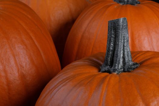 Many orange pumpkins background , Halloween holiday concept