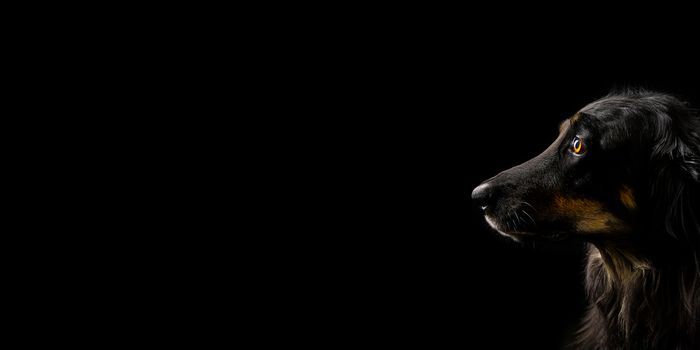 Black hovawart portrait. black dog close-up portrait for calendar, poster, print cover. selective focus. hovawart femaile dog on black background.