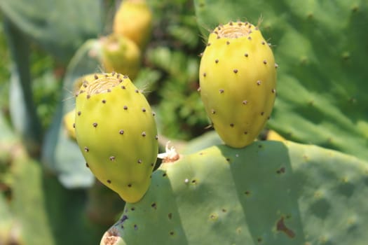 plant with prickly pear fruits in the foreground