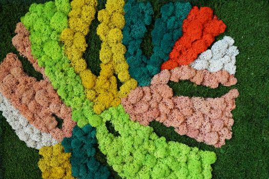 multicolored stabilized moss on the wall as an interior decoration close up