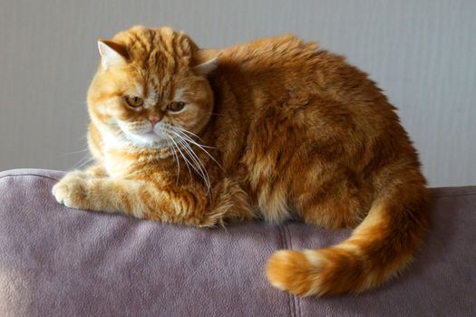 ginger Scottish cat on the back of the sofa.