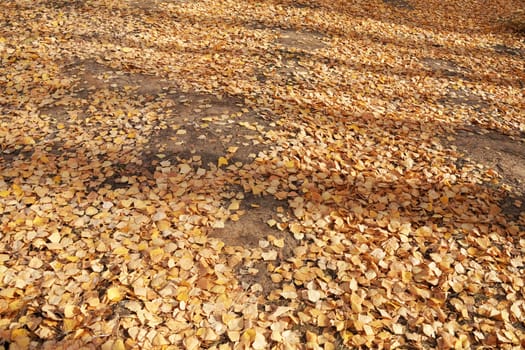yellow autumn leaves on the ground on a sunny day.