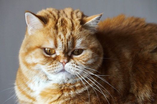 portrait of a ginger Scottish cat close-up