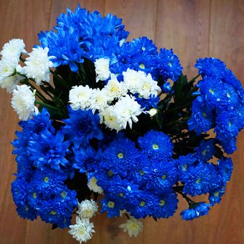 blue and white chrysanthemums on wooden background, top view.