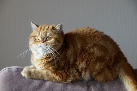 ginger Scottish cat on the back of the sofa.