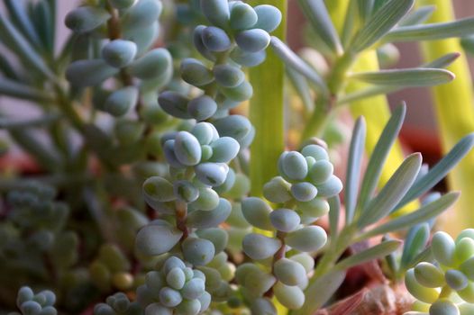 a variety of indoor succulents close up.