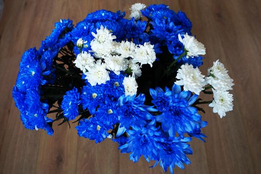 blue and white chrysanthemums on wooden background, top view.
