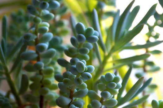 a variety of indoor succulents close up.