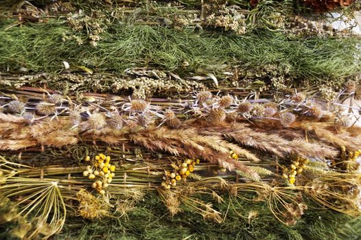 panels of medicinal herbs as interior decoration close up