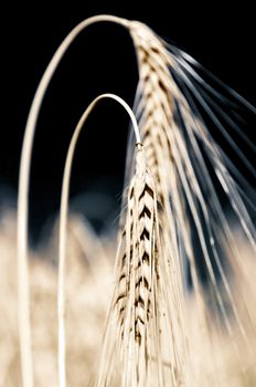 field of barley