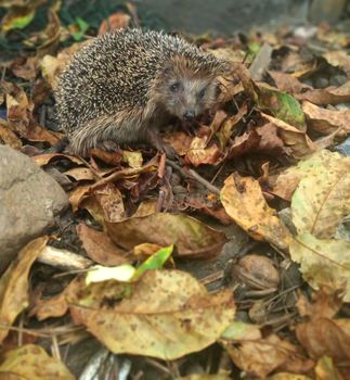 Hedgehog in autumn forest