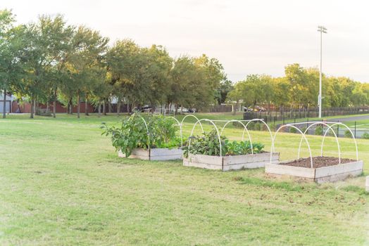 School garden with row of raised bed and PVC pipe for cold frame support at elementary school near Dallas, Texas, America. Running tracks and residential houses are in background