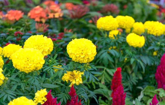 Beautiful and colorful golden yellow marigold flower.