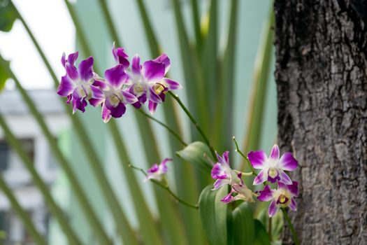 Thailand purple orchid in the garden.