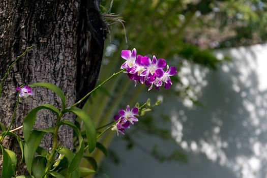 Thailand purple orchid in the garden.