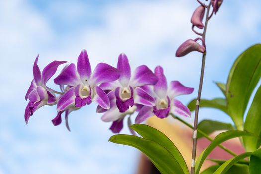 Thailand purple orchid in the garden.