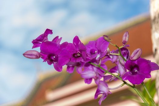 Thailand purple orchid in the garden.