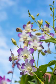 Thailand purple orchid in the garden.