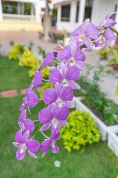 Thailand purple orchid in the garden.