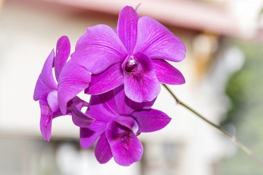 Thailand purple orchid in the garden.