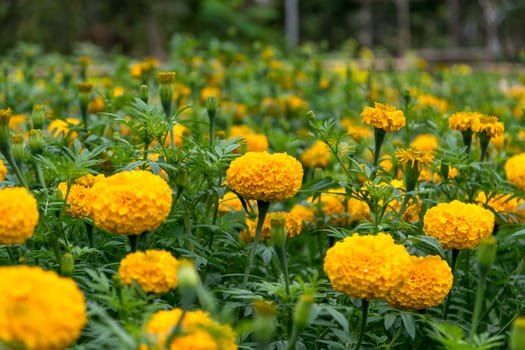 Beautiful and colorful golden yellow marigold flower.