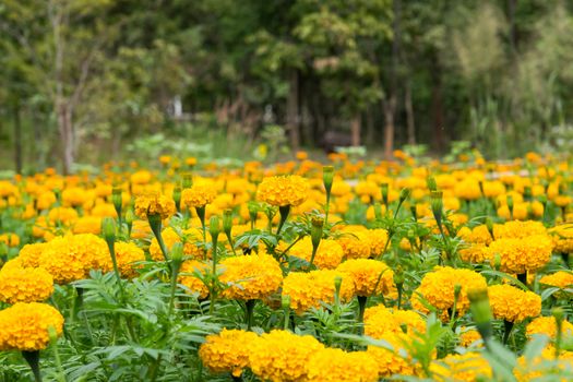 Beautiful and colorful golden yellow marigold flower.