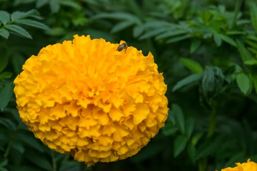 Beautiful and colorful golden yellow marigold flower.