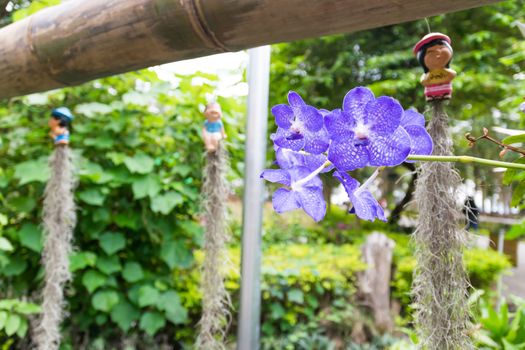 Beautiful and colorful  orchid in the garden.