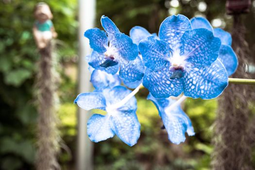 Beautiful and colorful  orchid in the garden.