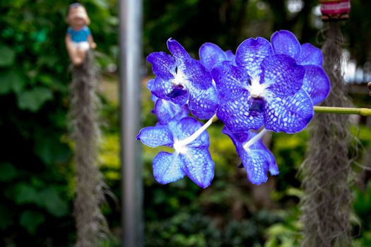 Beautiful and colorful  orchid in the garden.