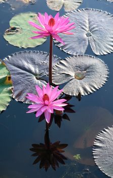 Beautiful pink lotus in the river.