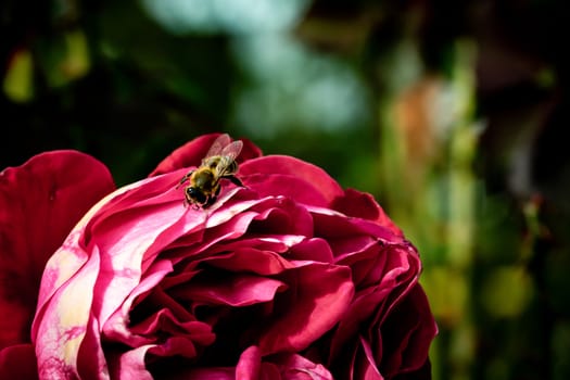 Bee on colorful rose petals isolated in garden with copy space. Rose isolated background wallpaper.