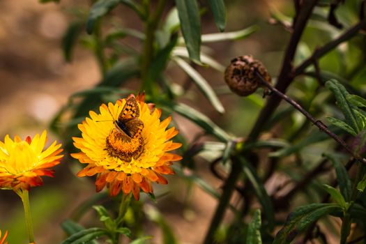 Close up of butterfly on colorful immortal flower isolated in garden.